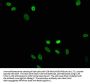 Crotonyl-HIST1H4A (K5) Antibody