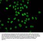 2-hydroxyisobutyryl-HIST1H4A (K5) Antibody