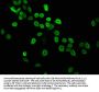 Mono-methyl-HIST1H4A (K5) Antibody