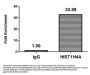 Mono-methyl-HIST1H4A (K5) Antibody
