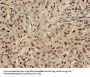 HIST1H4A (Ab-5) Antibody