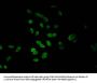 HIST1H4A (Ab-5) Antibody