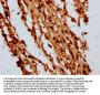 HIST1H4A (Ab-5) Antibody