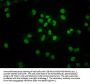 HIST1H4A (Ab-5) Antibody
