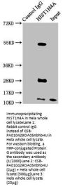 HIST1H4A (Ab-5) Antibody