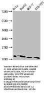 HIST1H4A (Ab-5) Antibody