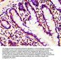 HIST1H4A (Ab-5) Antibody