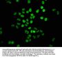 HIST1H4A (Ab-5) Antibody