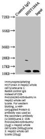 HIST1H4A (Ab-5) Antibody