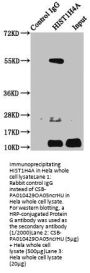HIST1H4A (Ab-5) Antibody