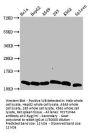 HIST1H4A (Ab-5) Antibody