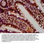 HIST1H4A (Ab-5) Antibody