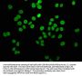 HIST1H4A (Ab-5) Antibody