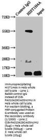 HIST1H4A (Ab-5) Antibody