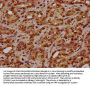 HIST1H4A (Ab-5) Antibody