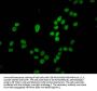 HIST1H4A (Ab-5) Antibody