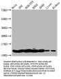 HIST1H4A (Ab-5) Antibody