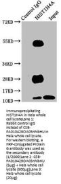HIST1H4A (Ab-5) Antibody