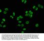HIST1H4A (Ab-5) Antibody