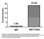 HIST1H4A (Ab-5) Antibody