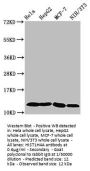HIST1H4A (Ab-5) Antibody