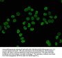 HIST1H4A (Ab-5) Antibody