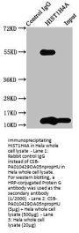 HIST1H4A (Ab-5) Antibody