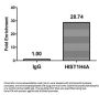 HIST1H4A (Ab-5) Antibody