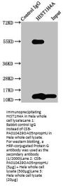 HIST1H4A (Ab-5) Antibody