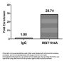 HIST1H4A (Ab-5) Antibody