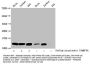 Propionyl-HIST1H4A (K5) Antibody