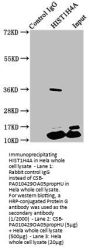 Propionyl-HIST1H4A (K5) Antibody