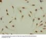 Acetyl-HIST1H4A (K8) Antibody