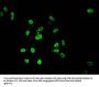 Acetyl-HIST1H4A (K8) Antibody