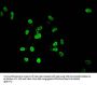 Acetyl-HIST1H4A (K8) Antibody