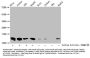 Butyrly-HIST1H4A (K8) Antibody
