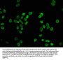 Butyrly-HIST1H4A (K8) Antibody