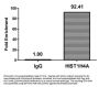 Butyrly-HIST1H4A (K8) Antibody