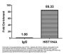 Crotonyl-HIST1H4A (K8) Antibody