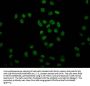 2-hydroxyisobutyryl-HIST1H4A (K8) Antibody