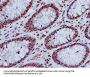 HIST1H4A (Ab-8) Antibody