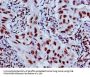 HIST1H4A (Ab-8) Antibody