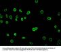 HIST1H4A (Ab-8) Antibody