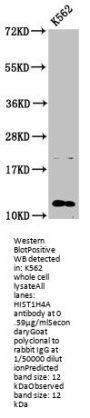 HIST1H4A (Ab-8) Antibody