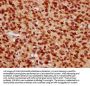 HIST1H4A (Ab-8) Antibody