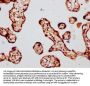 HIST1H4A (Ab-8) Antibody
