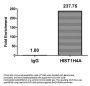 HIST1H4A (Ab-8) Antibody
