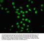 HIST1H4A (Ab-8) Antibody