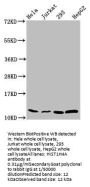 HIST1H4A (Ab-8) Antibody