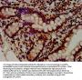 HIST1H4A (Ab-8) Antibody